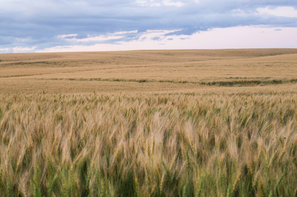 A field of yellow wheat