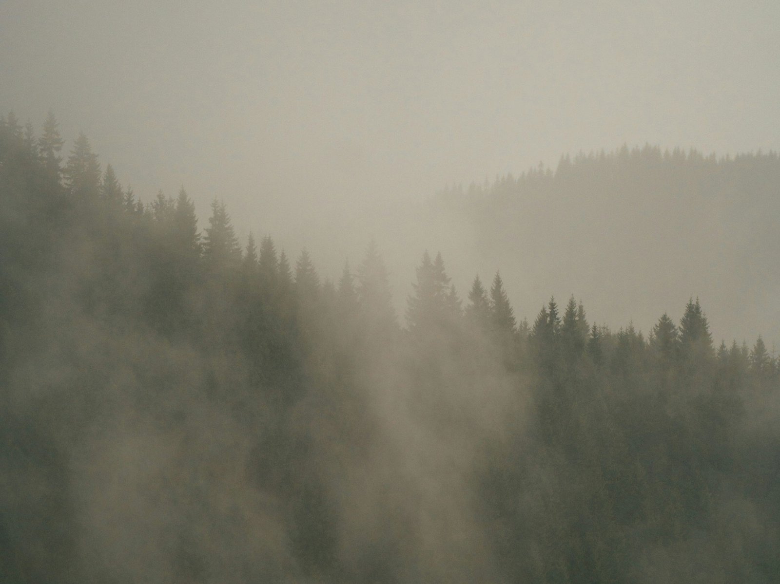 pacific advisors foggy forest background web